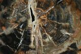 Petrified Wood (Araucaria) Slab - Madagascar #133165-1